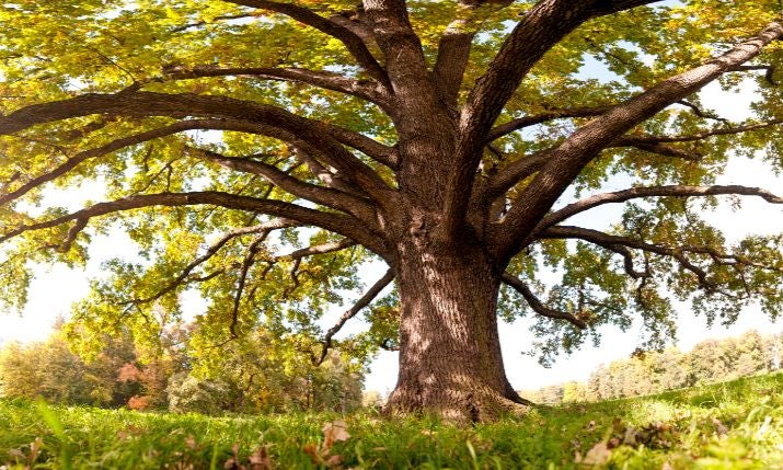 Large Oak Tree