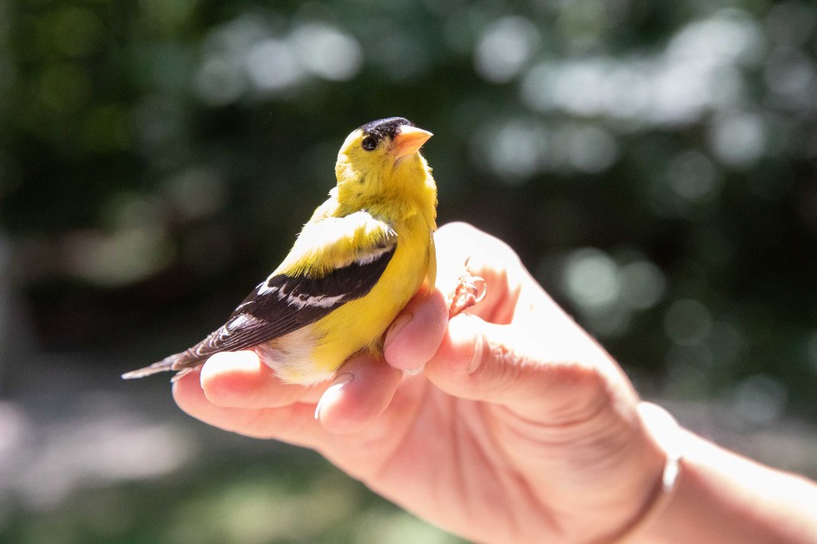 A goldfinch netted by the students in 2023