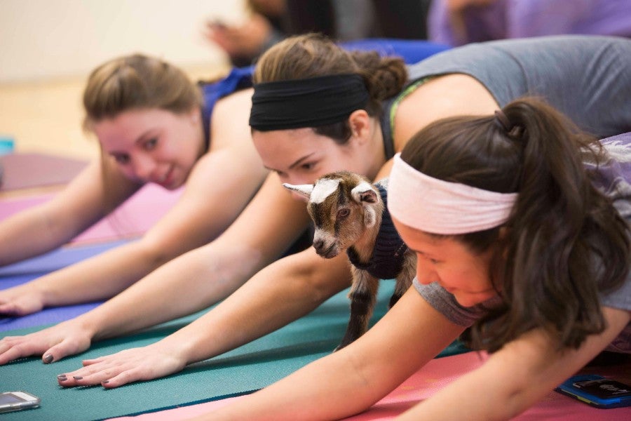 Students engaged in goat yoga on campus