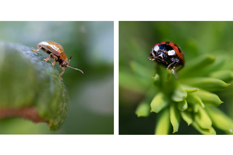 Macro photo of bugs, by Kristi Jones