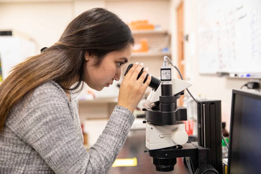 Female student looking into microscope. 