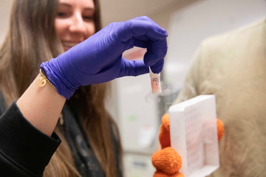 Student working with samples in the biology lab