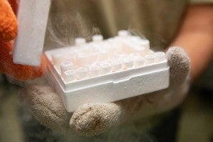 A tray of biologic samples from the lab freezer