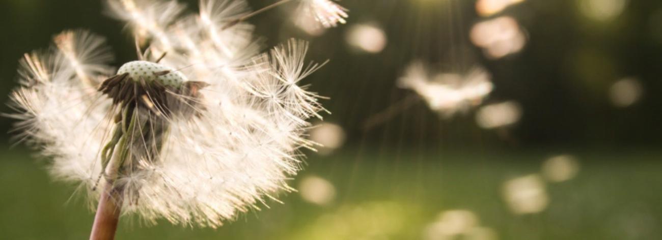 Dandelion blowing in the wind