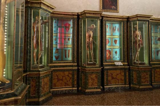 Early anatomy models in the Museo di Palazzo Poggi in Bologna, Italy.